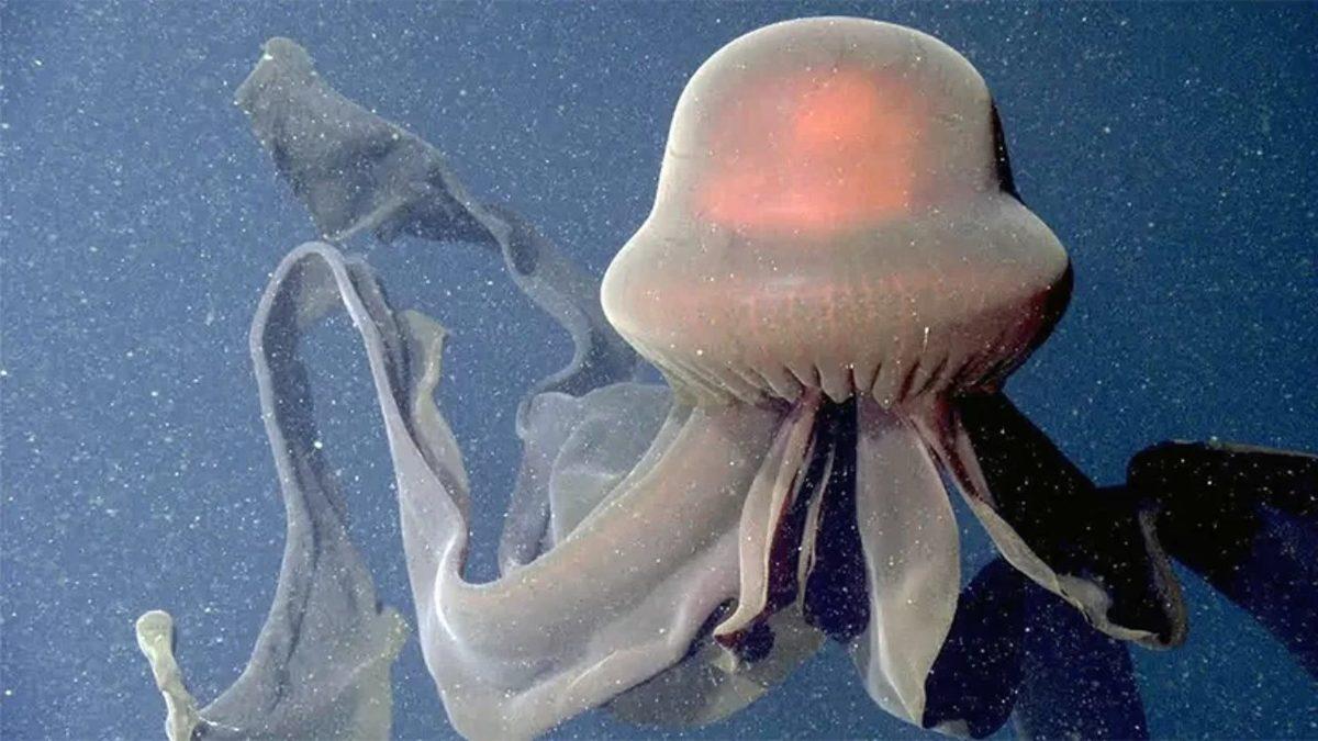 10 Metrelik Kolları Olan ve Yavrularını Ağzından Çıkaran Okyanus Devi: Hayalet Denizanası