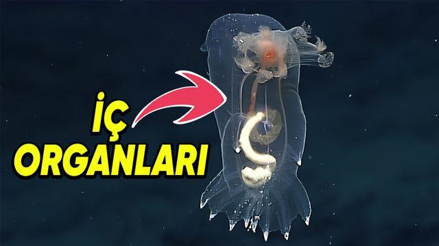 Saydam Yapıları İle Dikkati Çeken 5 Canlı: Bazılarını Görmek Mümkün Değilken Bazılarının Yalnızca İç Organları Seçiliyor