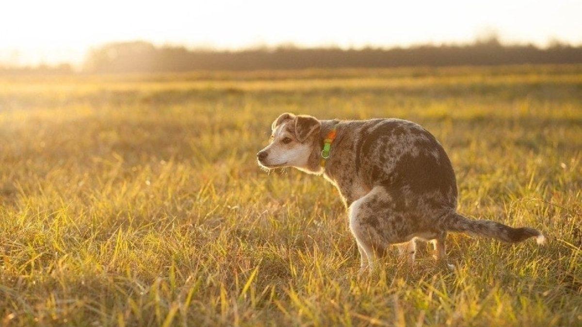 Köpekler Tuvaletlerini Yaparken Neden Sahiplerinin Gözlerinin İçine İçine Bakıyorlar? (Bizden Bekledikleri Bir Şeyler Var!)