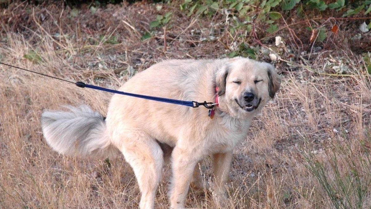 Köpekler Tuvaletlerini Yaparken Neden Sahiplerinin Gözlerinin İçine İçine Bakıyorlar? (Bizden Bekledikleri Bir Şeyler Var!)