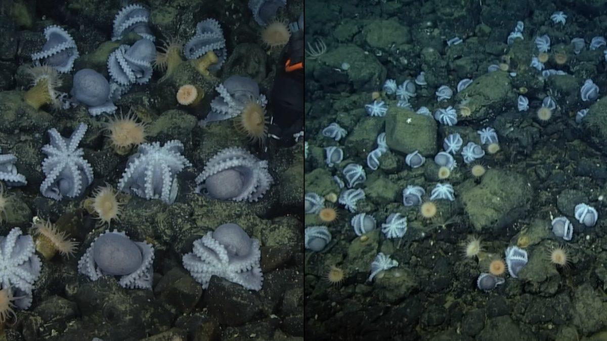 20.000’e Yakın Ahtapotun Pasifik Okyanusu Çevresinde Toplanmasının Arkasında Nasıl Bir Sır Perdesi Var?