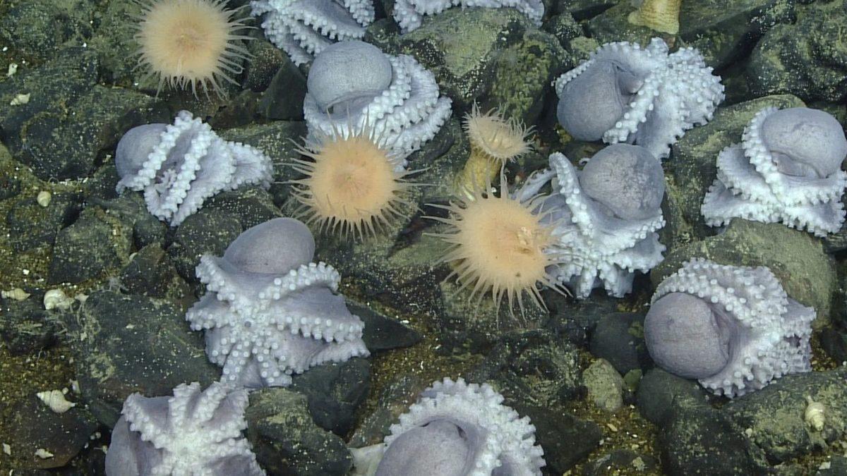 20.000’e Yakın Ahtapotun Pasifik Okyanusu Çevresinde Toplanmasının Arkasında Nasıl Bir Sır Perdesi Var?