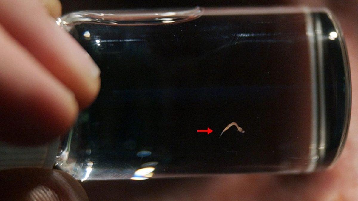 Dünyanın En Küçük Hayvanına Dair Tahmin Etmesi Güç Detaylar: Gözle Görmek Bile Çok Zor!