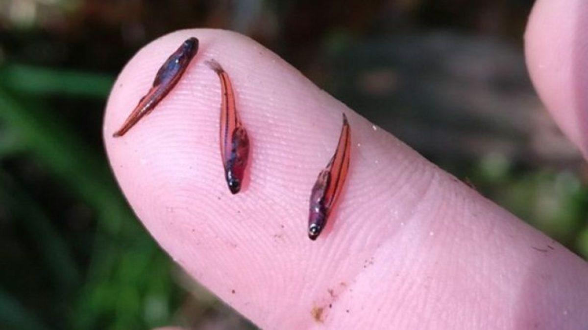 Dünyanın En Küçük Hayvanına Dair Tahmin Etmesi Güç Detaylar: Gözle Görmek Bile Çok Zor!