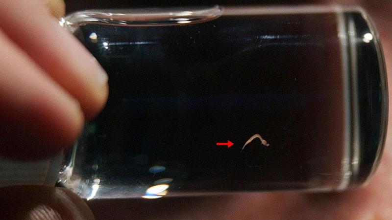 Dünyanın En Küçük Hayvanına Dair Tahmin Etmesi Güç Detaylar: Gözle Görmek Bile Çok Zor!