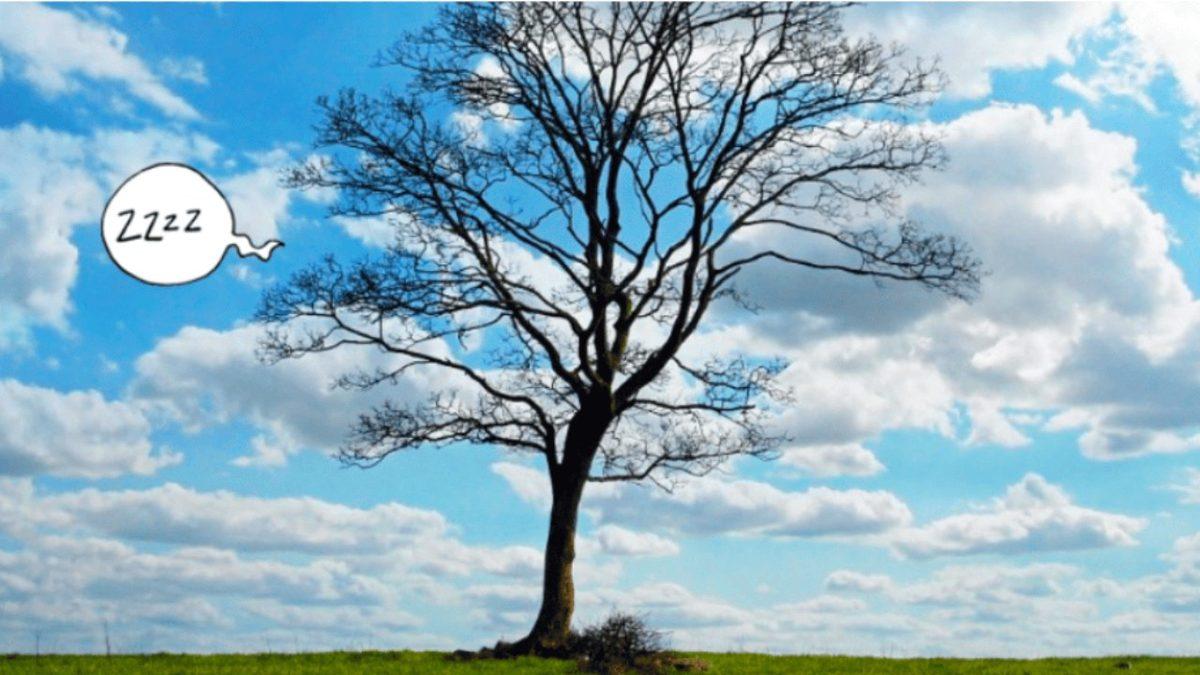 Ağaçlar da Tıpkı Hayvanlar Gibi Kış Uykusuna Yatıyorlar! Peki Ama Neden?