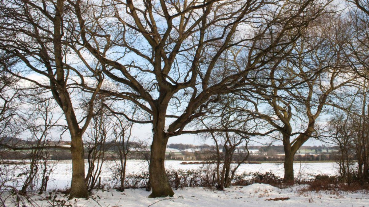 Ağaçlar da Tıpkı Hayvanlar Gibi Kış Uykusuna Yatıyorlar! Peki Ama Neden?