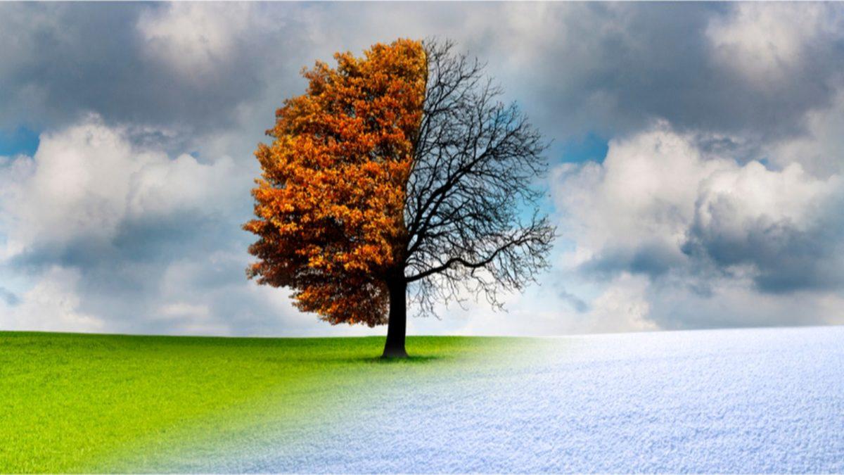 Ağaçlar da Tıpkı Hayvanlar Gibi Kış Uykusuna Yatıyorlar! Peki Ama Neden?