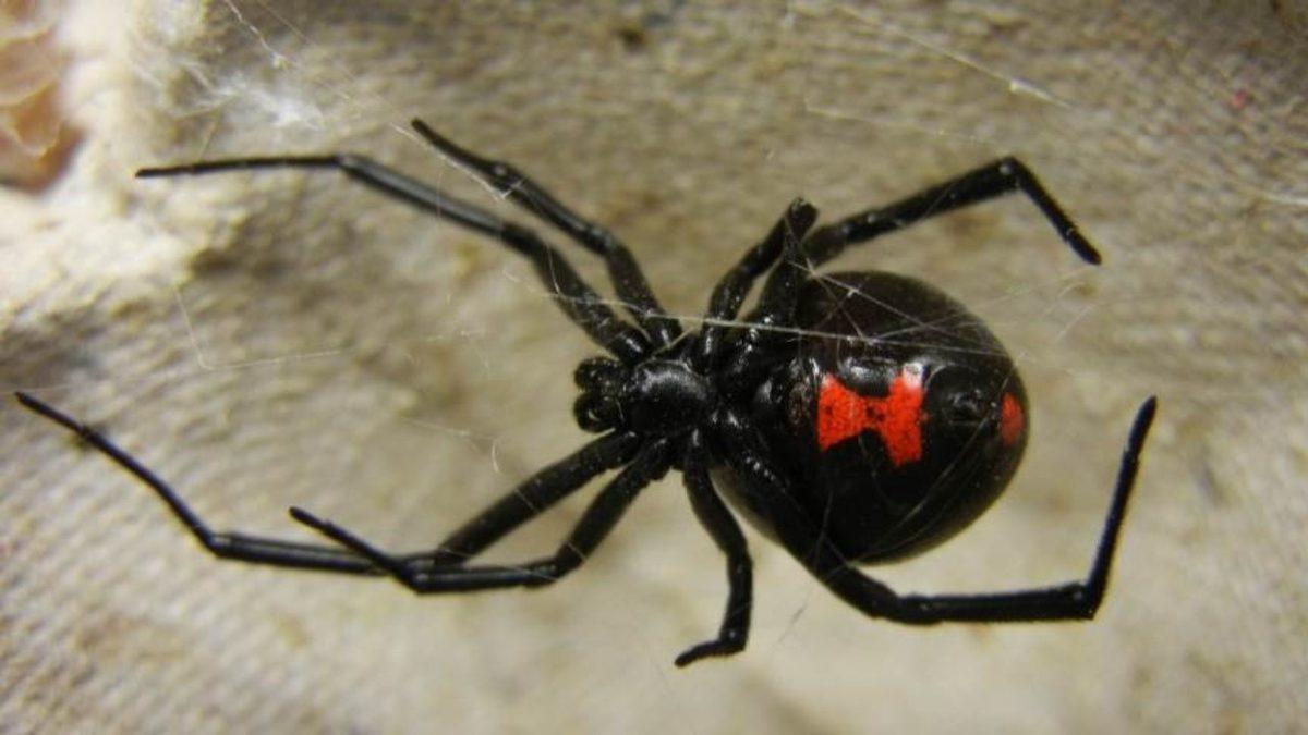 Nefes Darlığından Düzensiz Kalp Atışına: Dayanması Güç Sokma ve Isırıklarla Büyük Acılara Sebep Olan 10 Canlı