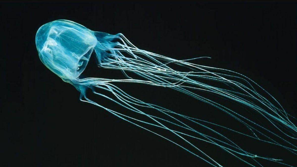 Nefes Darlığından Düzensiz Kalp Atışına: Dayanması Güç Sokma ve Isırıklarla Büyük Acılara Sebep Olan 10 Canlı