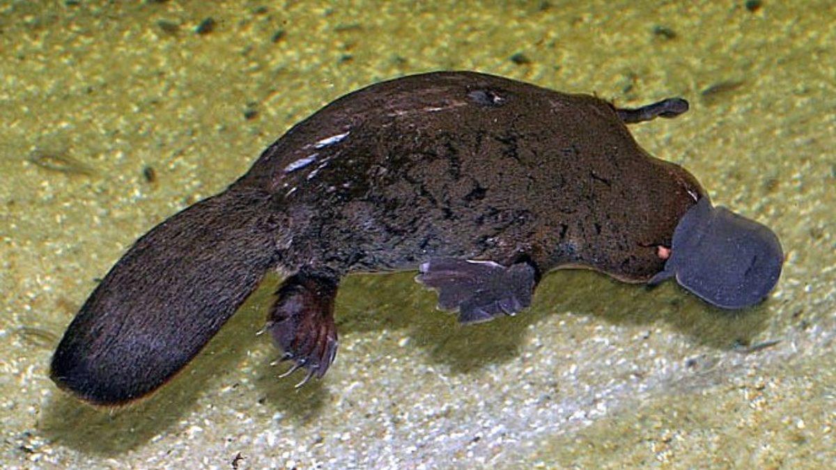 Nefes Darlığından Düzensiz Kalp Atışına: Dayanması Güç Sokma ve Isırıklarla Büyük Acılara Sebep Olan 10 Canlı