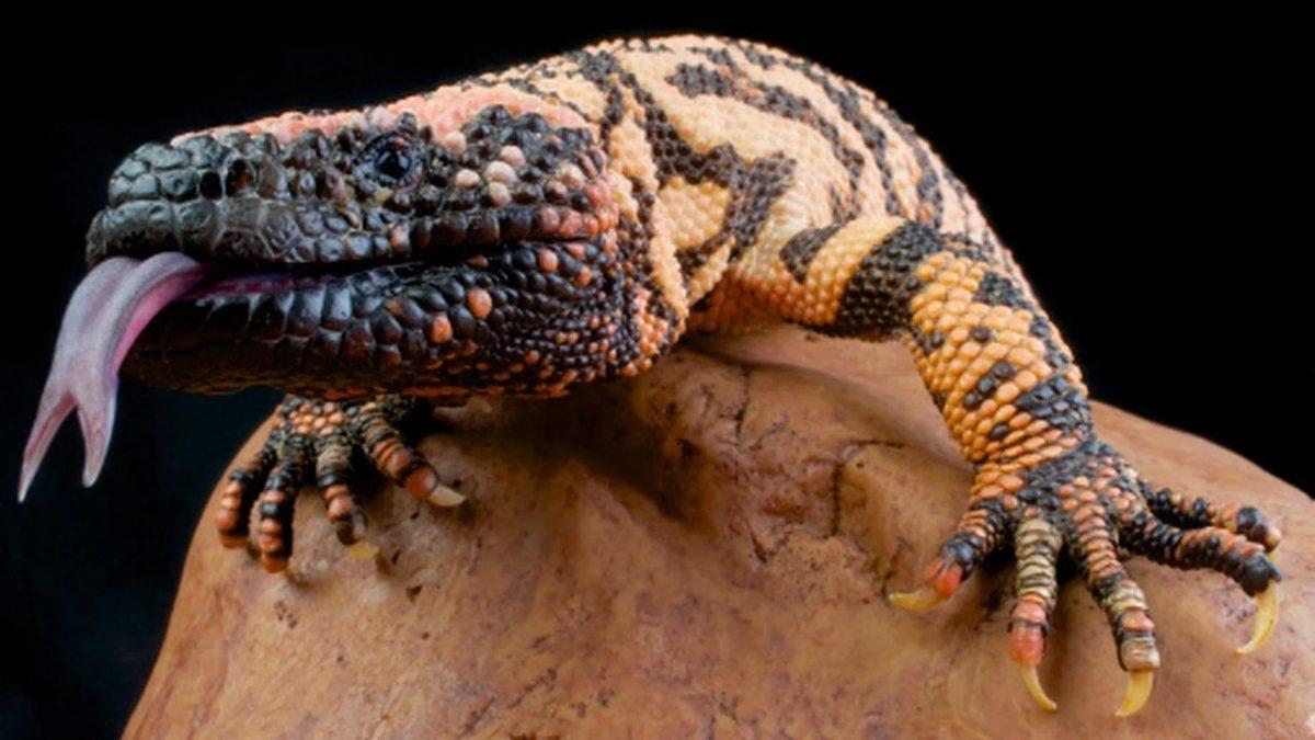 Nefes Darlığından Düzensiz Kalp Atışına: Dayanması Güç Sokma ve Isırıklarla Büyük Acılara Sebep Olan 10 Canlı