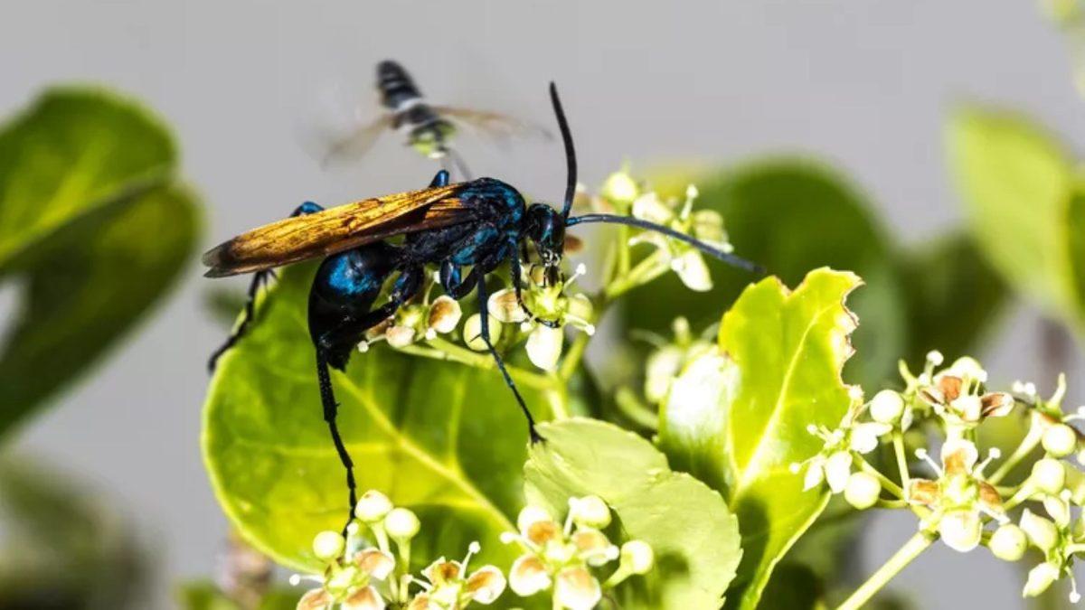 Nefes Darlığından Düzensiz Kalp Atışına: Dayanması Güç Sokma ve Isırıklarla Büyük Acılara Sebep Olan 10 Canlı
