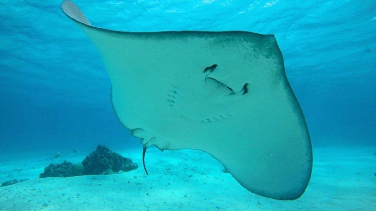 Nefes Darlığından Düzensiz Kalp Atışına: Dayanması Güç Sokma ve Isırıklarla Büyük Acılara Sebep Olan 10 Canlı