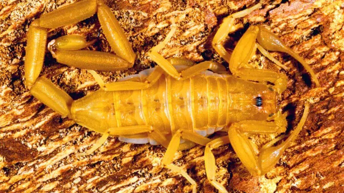 Nefes Darlığından Düzensiz Kalp Atışına: Dayanması Güç Sokma ve Isırıklarla Büyük Acılara Sebep Olan 10 Canlı