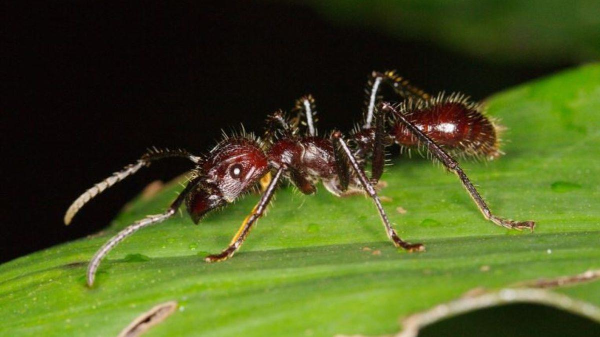 Nefes Darlığından Düzensiz Kalp Atışına: Dayanması Güç Sokma ve Isırıklarla Büyük Acılara Sebep Olan 10 Canlı