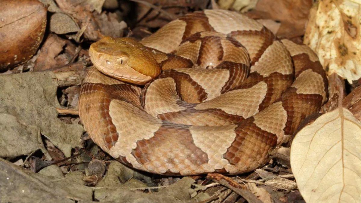 Nefes Darlığından Düzensiz Kalp Atışına: Dayanması Güç Sokma ve Isırıklarla Büyük Acılara Sebep Olan 10 Canlı