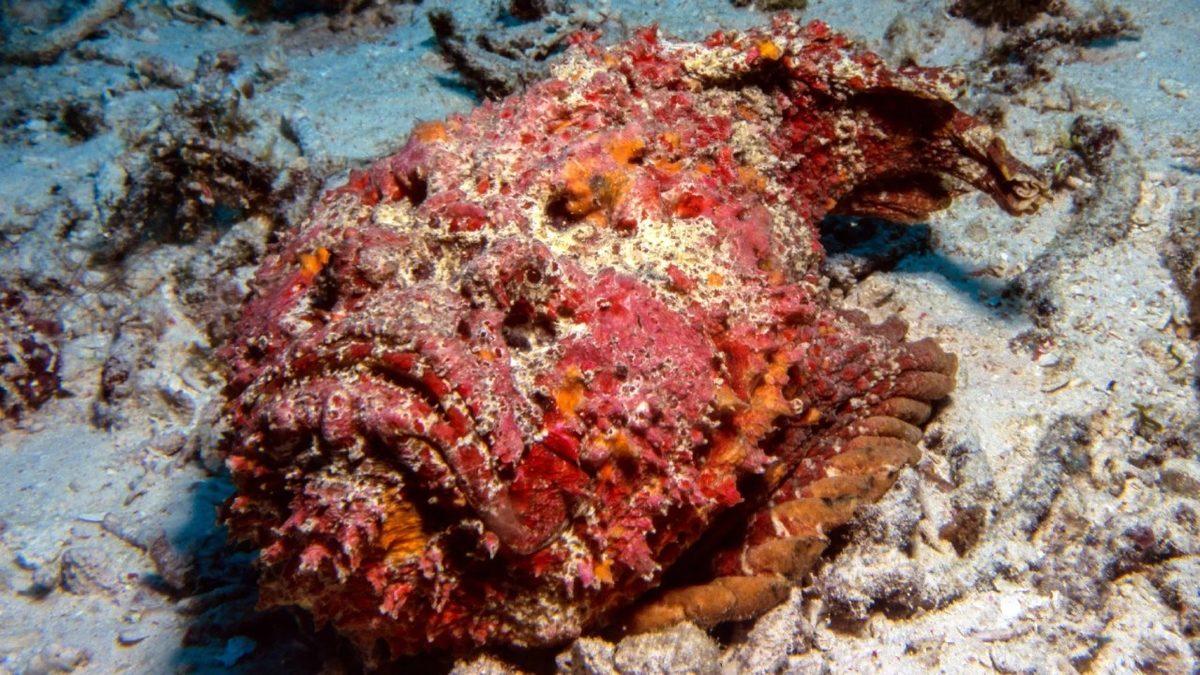 Nefes Darlığından Düzensiz Kalp Atışına: Dayanması Güç Sokma ve Isırıklarla Büyük Acılara Sebep Olan 10 Canlı