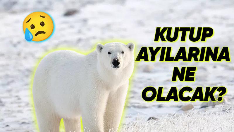 2027’de "Buzsuz Kuzey Kutbu" Senaryosu Gerçekleşirse Dünya Nasıl Değişecek?