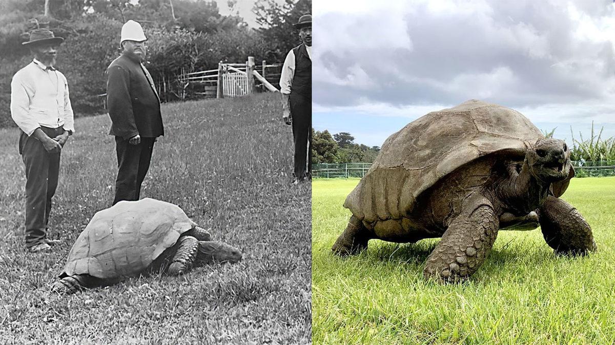 Dünya Üzerindeki En Yaşlı Kara Hayvanıyla Tanışın: Sanayi Devrimi’ni Bile Yakalamış!