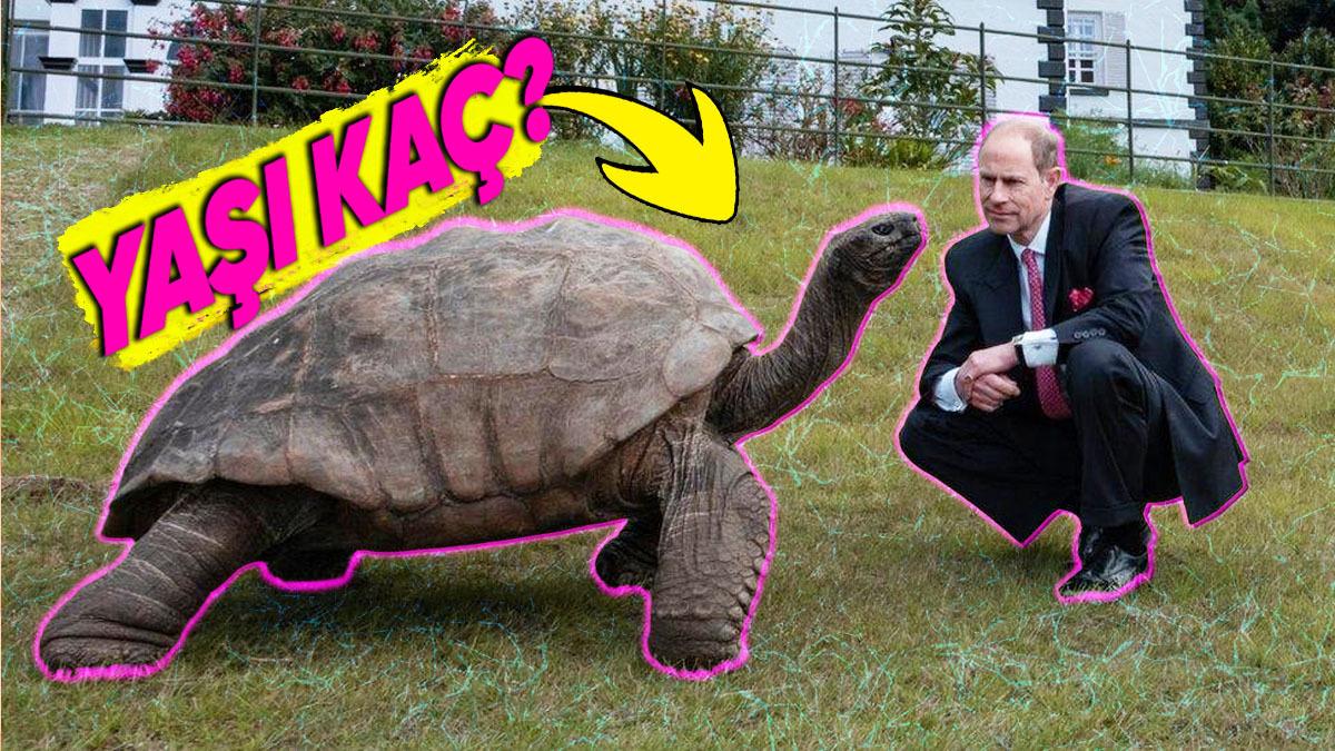 Dünya Üzerindeki En Yaşlı Kara Hayvanıyla Tanışın: Sanayi Devrimi’ni Bile Yakalamış!