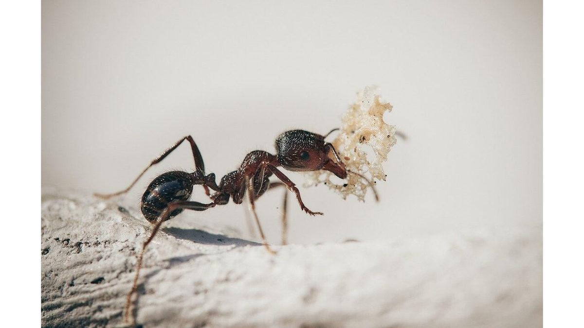 Karıncaların Labirent Gibi Çimlerin Arasında Evlerini Bulma Yöntemlerine Ağzınız Açık Kalacak!