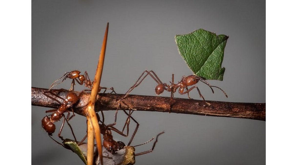 Karıncaların Labirent Gibi Çimlerin Arasında Evlerini Bulma Yöntemlerine Ağzınız Açık Kalacak!