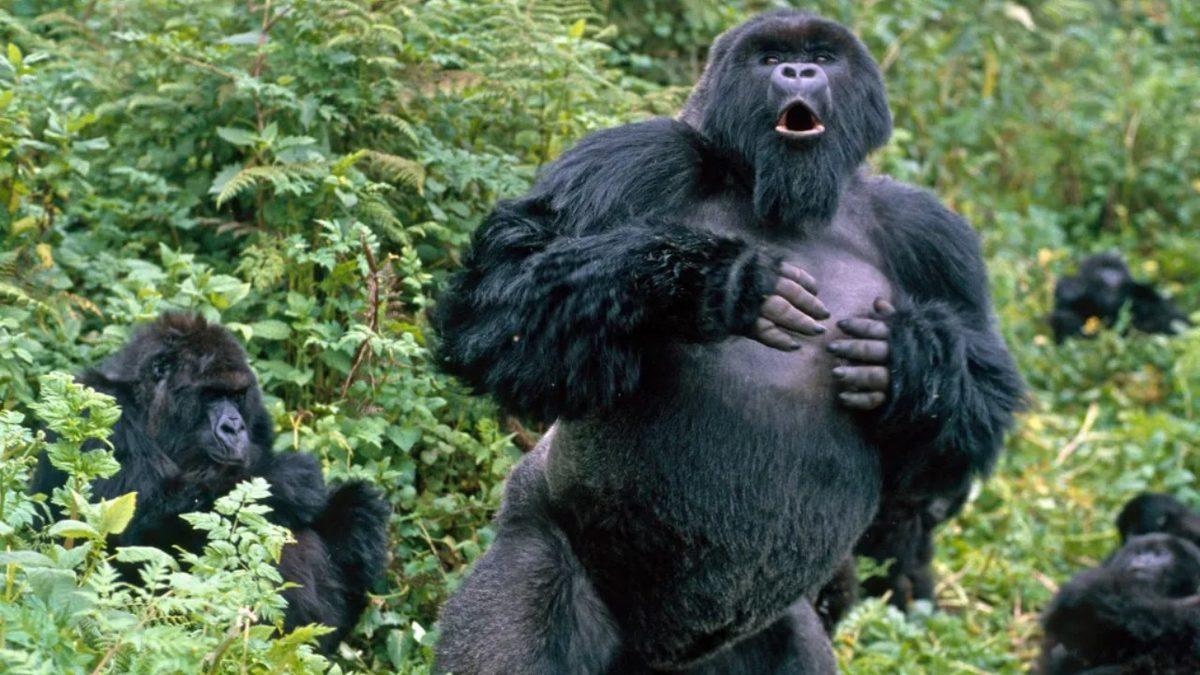 Gorillerin Göğüslerine Dakikalarca ve Büyük Bir Güçle Vurmalarının Duyunca Mantıklı Gelecek Sebepleri