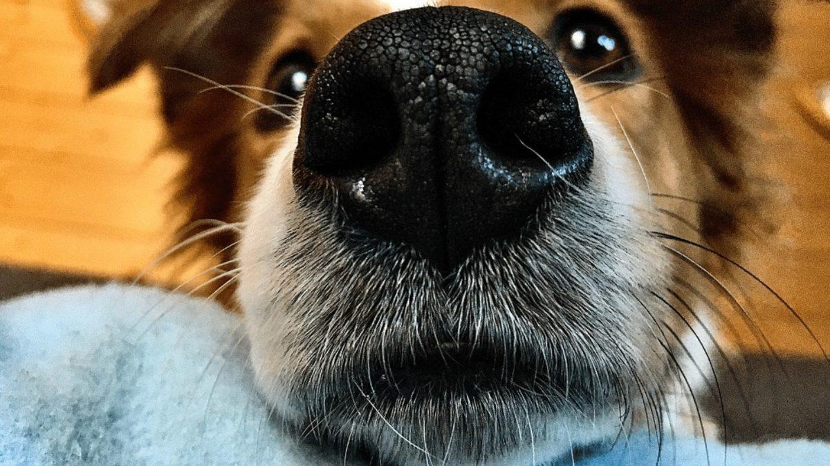 Köpeklerin Bıyıkları Neden Onlar İçin Hayati Bir Öneme Sahip? (Gözlerinin Yapamadığını Yapıyor!)