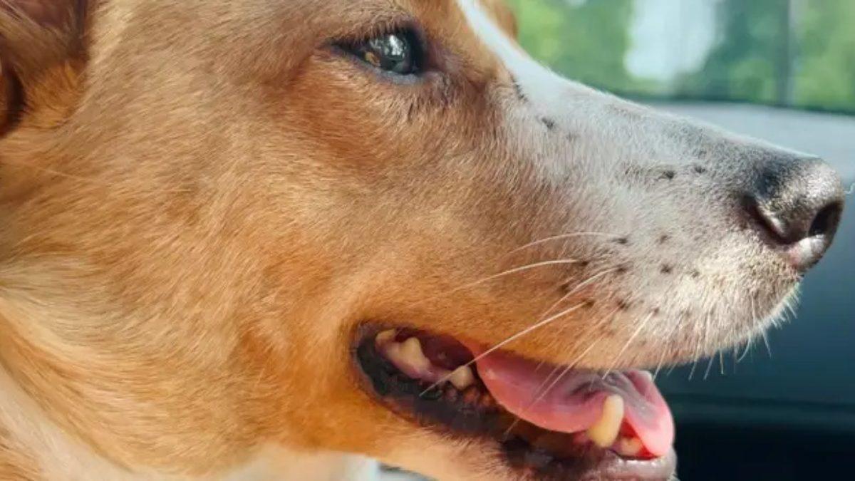 Köpeklerin Bıyıkları Neden Onlar İçin Hayati Bir Öneme Sahip? (Gözlerinin Yapamadığını Yapıyor!)