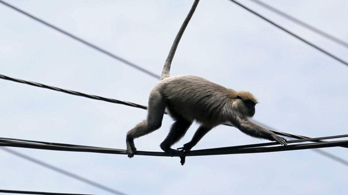 Bir Maymun Nasıl Oldu da 22 Milyonluk Bir Ülkenin Elektriğini Kesti? (Kesinti 3 Gün Sürdü)
