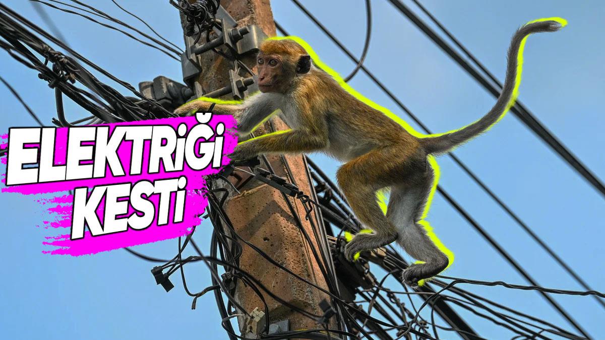 Bir Maymun Nasıl Oldu da 22 Milyonluk Bir Ülkenin Elektriğini Kesti? (Kesinti 3 Gün Sürdü)