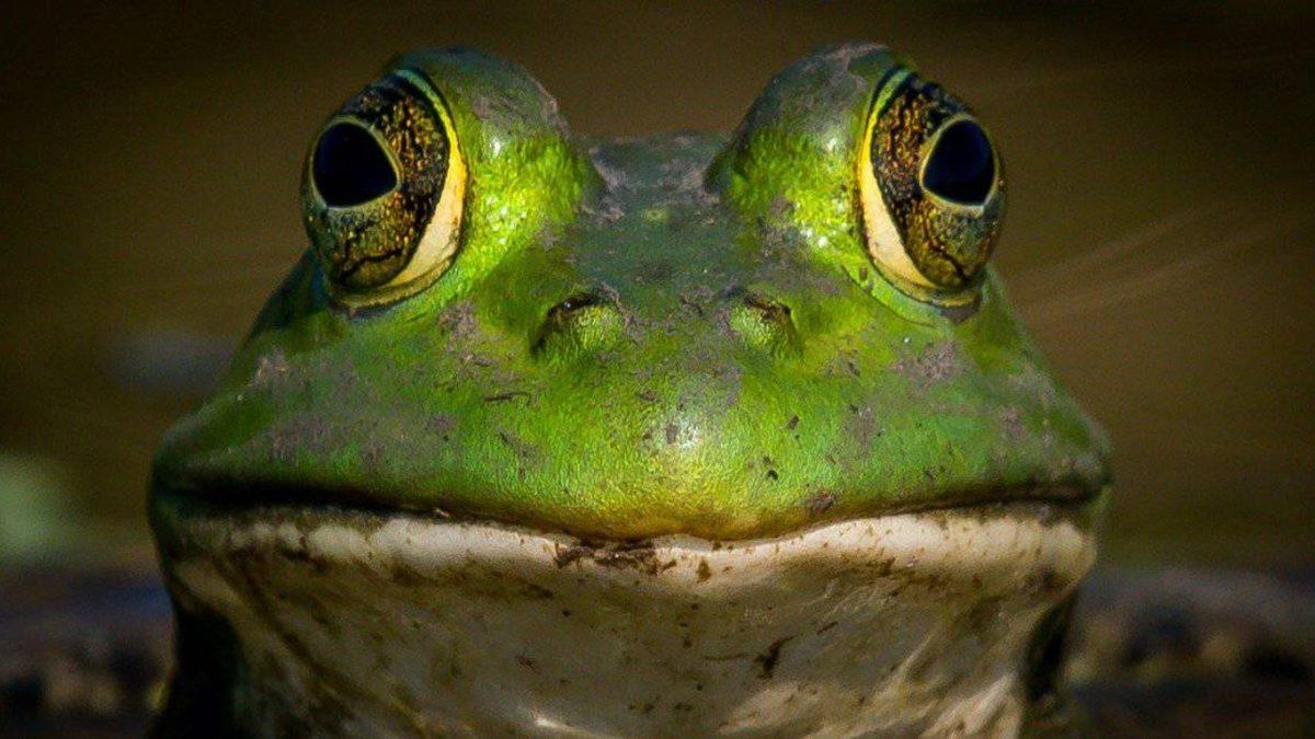 Kurbağaların Yemek Yemek İçin Yalnızca Ağızlarını Değil de Gözlerini de Kullanmasının Tuhaf Sebebi