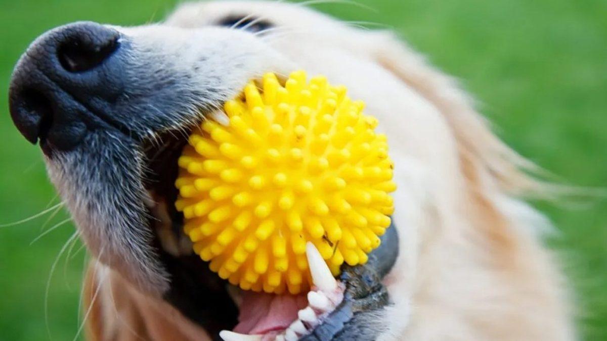 Köpeklerin de Tıpkı İnsanlar Gibi Favori Bir Renginin Olduğunu Gösteren Çarpıcı Araştırmalar (Hayır, Mamalarının Rengi Değil!)