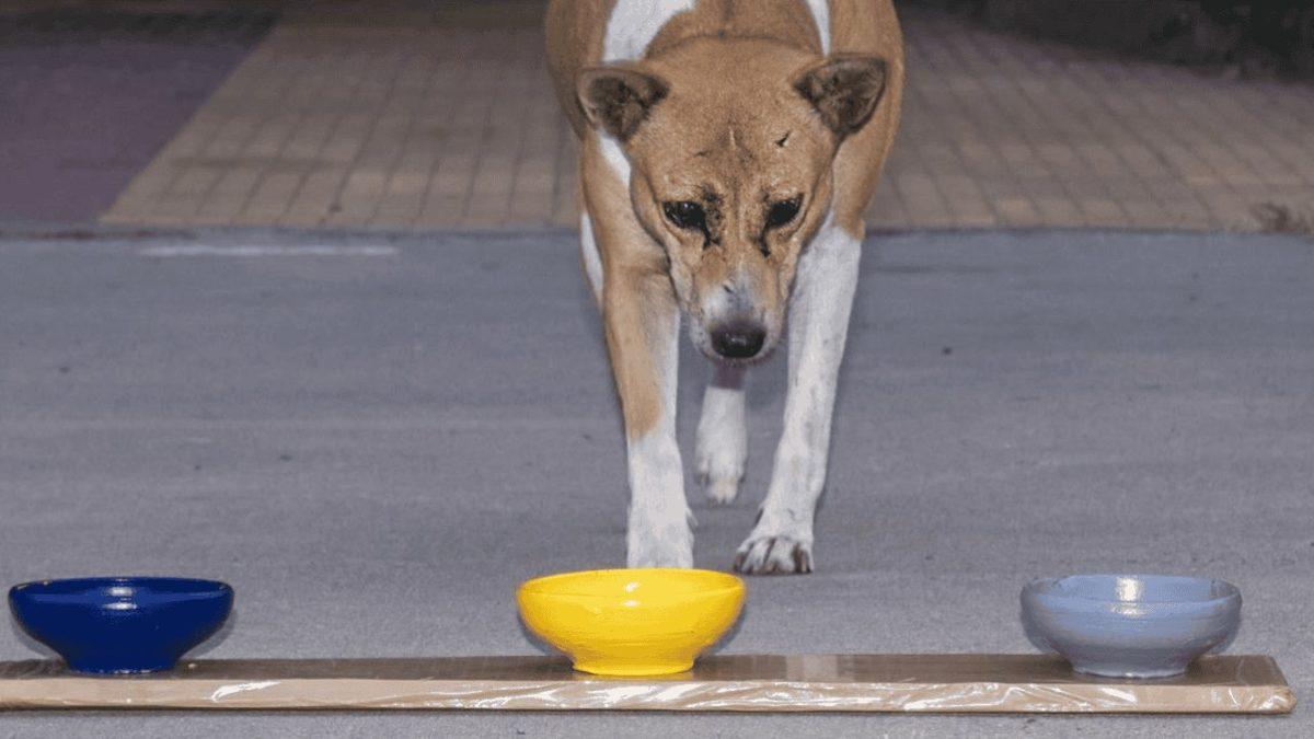 Köpeklerin de Tıpkı İnsanlar Gibi Favori Bir Renginin Olduğunu Gösteren Çarpıcı Araştırmalar (Hayır, Mamalarının Rengi Değil!)