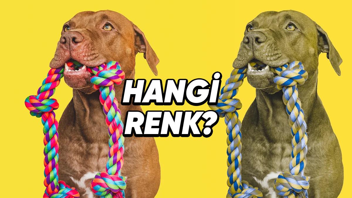 Köpeklerin de Tıpkı İnsanlar Gibi Favori Bir Renginin Olduğunu Gösteren Çarpıcı Araştırmalar (Hayır, Mamalarının Rengi Değil!)
