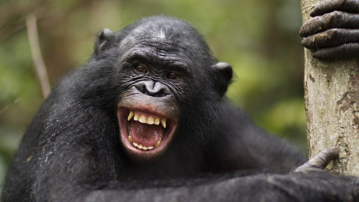 Tıpkı İnsanlar Gibi Gülümseyip Kahkaha Atan O Hayvanlar: Peki Bunu Mutlu Oldukları İçin mi Yapıyorlar?