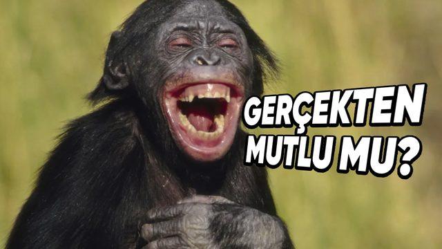 Tıpkı İnsanlar Gibi Gülümseyip Kahkaha Atan O Hayvanlar: Peki Bunu Mutlu Oldukları İçin mi Yapıyorlar?