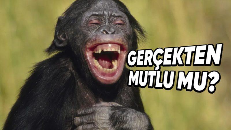 Tıpkı İnsanlar Gibi Gülümseyip Kahkaha Atan O Hayvanlar: Peki Bunu Mutlu Oldukları İçin mi Yapıyorlar?