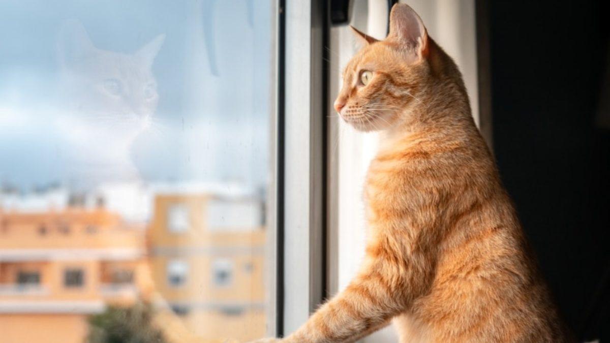 Kedinizin Size Gerçekten Güvendiğini Gösteren 5 Davranışı: Aslında Ayırt Etmesi Çok Kolay!