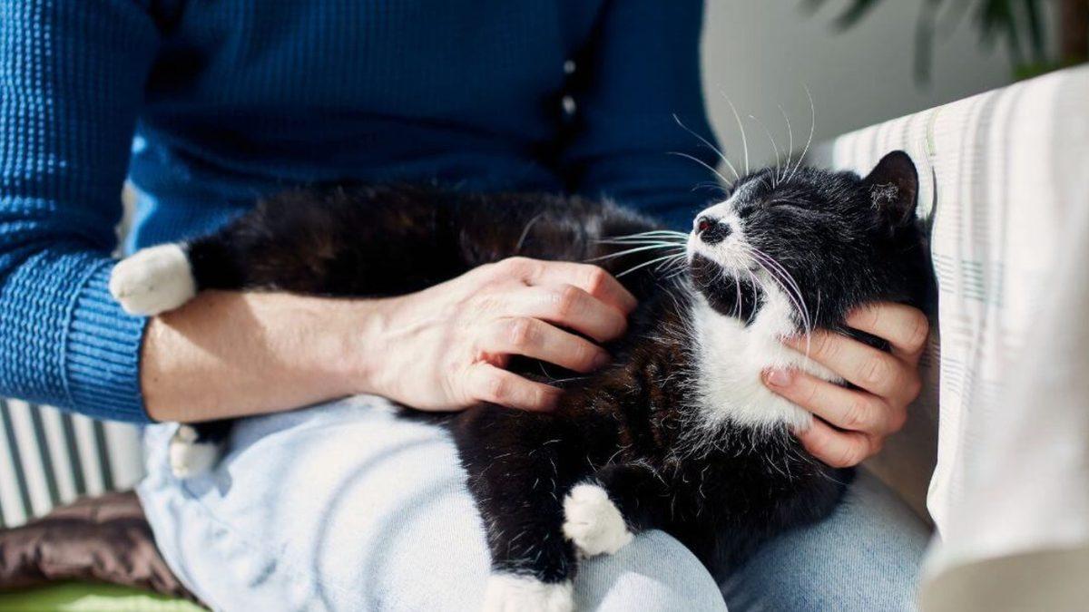 Kedinizin Size Gerçekten Güvendiğini Gösteren 5 Davranışı: Aslında Ayırt Etmesi Çok Kolay!
