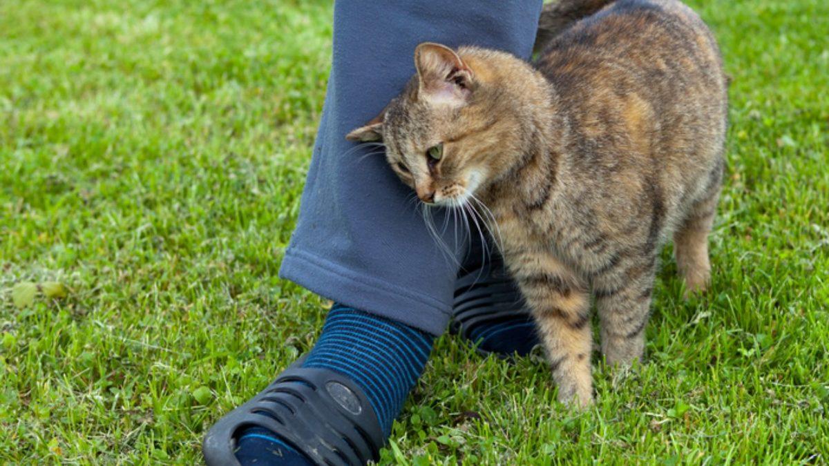 Kedinizin Size Gerçekten Güvendiğini Gösteren 5 Davranışı: Aslında Ayırt Etmesi Çok Kolay!