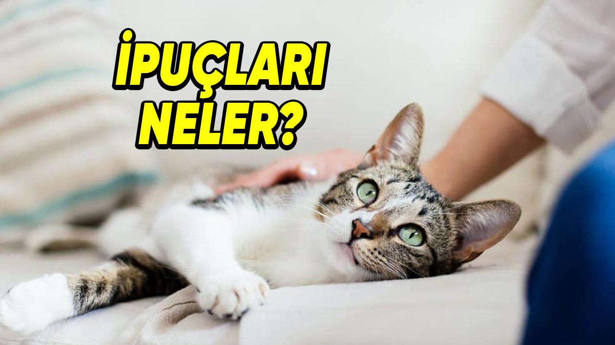 Kedinizin Size Gerçekten Güvendiğini Gösteren 5 Davranışı: Aslında Ayırt Etmesi Çok Kolay!