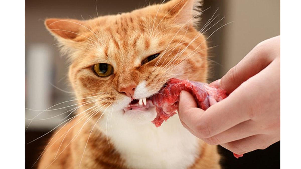 Kedinizi Canından Etmek İstemiyorsanız Asla Vermemeniz Gereken Besinler