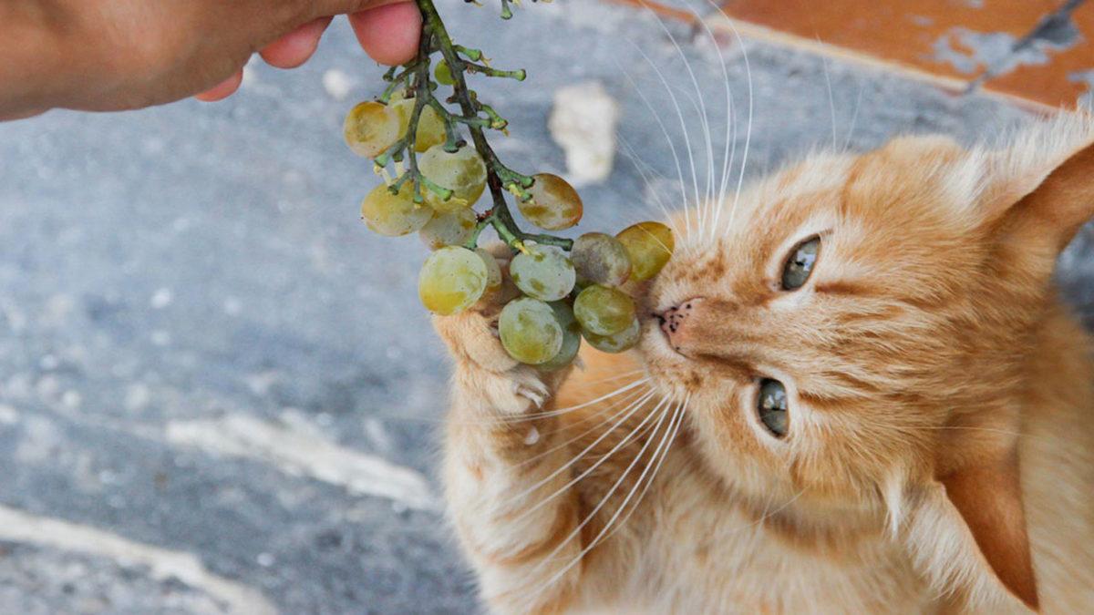 Kedinizi Canından Etmek İstemiyorsanız Asla Vermemeniz Gereken Besinler