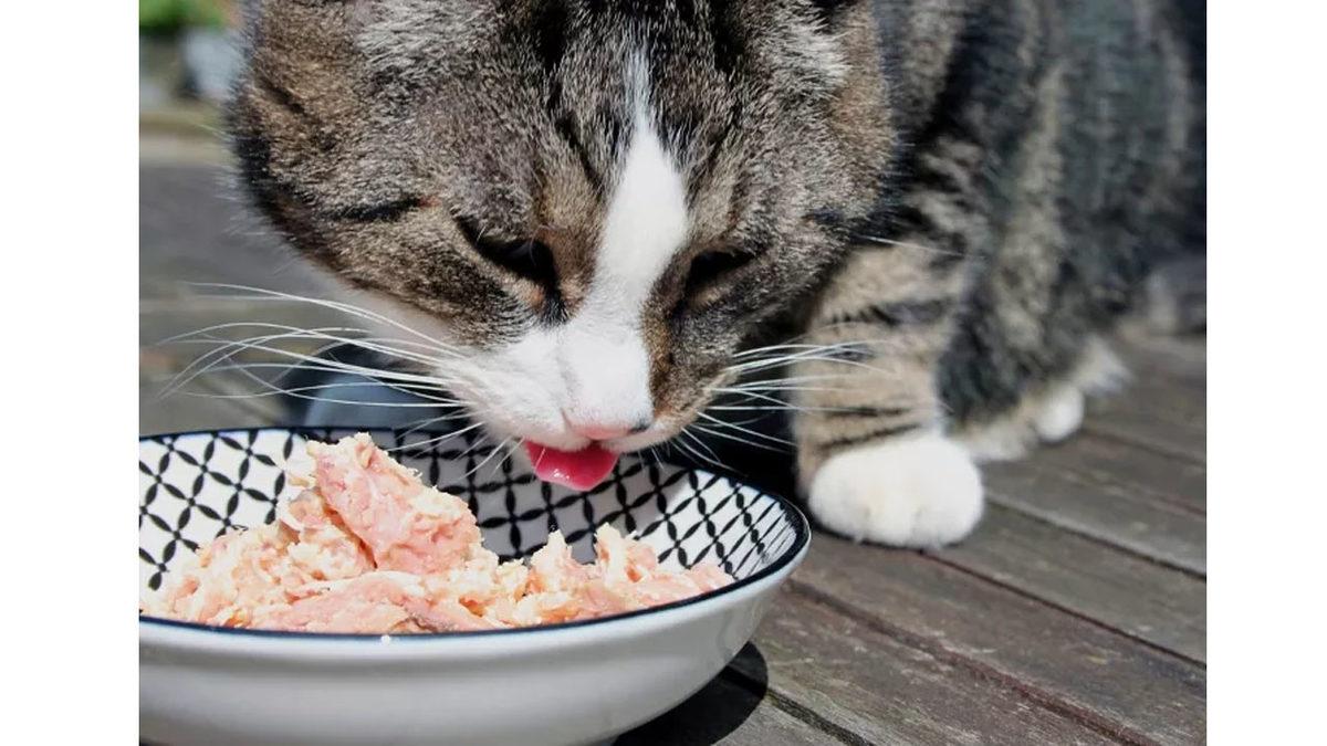Kedinizi Canından Etmek İstemiyorsanız Asla Vermemeniz Gereken Besinler