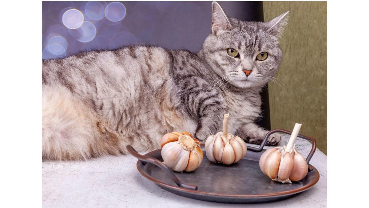 Kedinizi Canından Etmek İstemiyorsanız Asla Vermemeniz Gereken Besinler