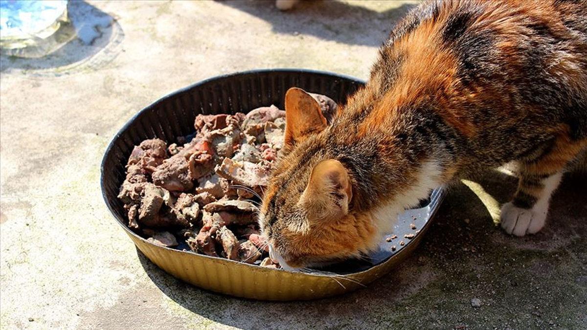 Kedinizi Canından Etmek İstemiyorsanız Asla Vermemeniz Gereken Besinler