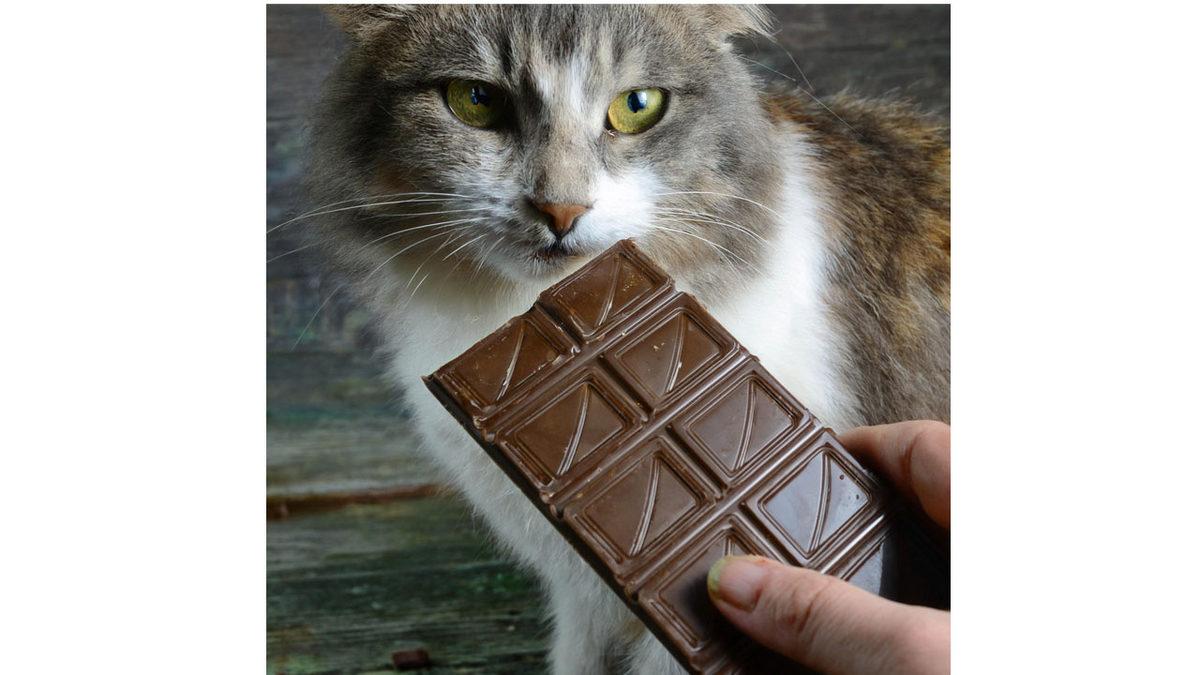 Kedinizi Canından Etmek İstemiyorsanız Asla Vermemeniz Gereken Besinler