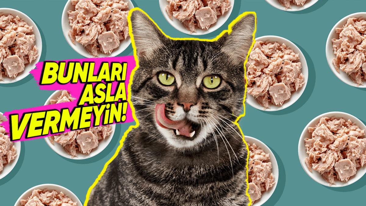 Kedinizi Canından Etmek İstemiyorsanız Asla Vermemeniz Gereken Besinler